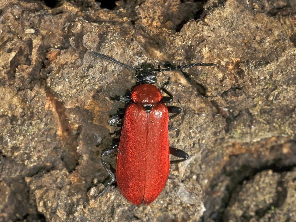 Pyrochroa coccinea (Linnaeus, 1761) - Pyrochroidae